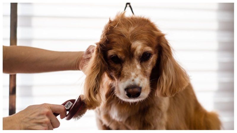 Dog’s Grooming Routine