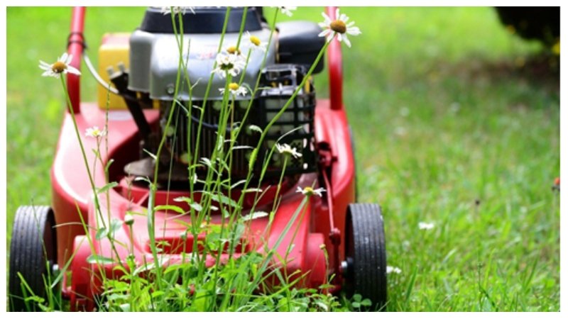 Well-Maintained Lawn
