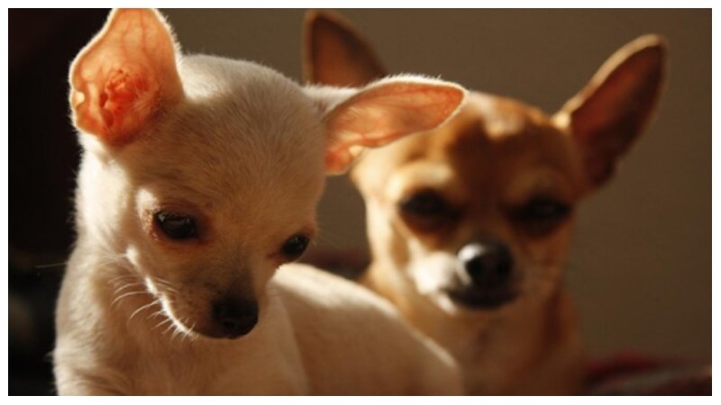 Adorable Teacup Chihuahua Puppies for Sale at Puppy Petite