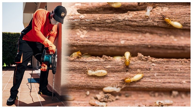 Termite Damage