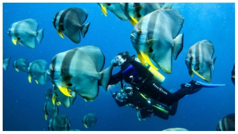 Diving Holidays in Maldives