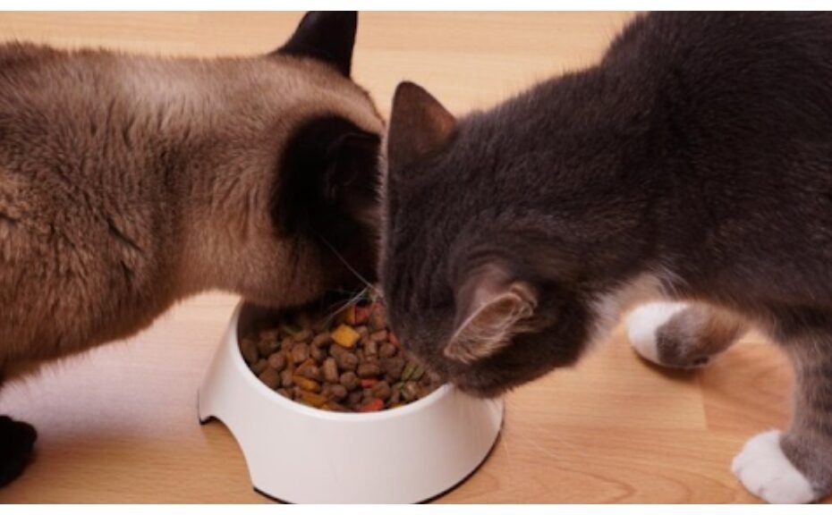 Healthy Pet Food